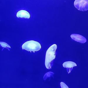 Meet your Posher, Blair